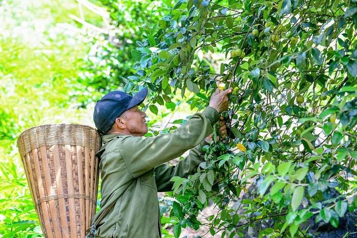 Hàng ngày ông Gia sẽ lên vườn thu hoạch táo mèo mang về bán cho tiểu thương.