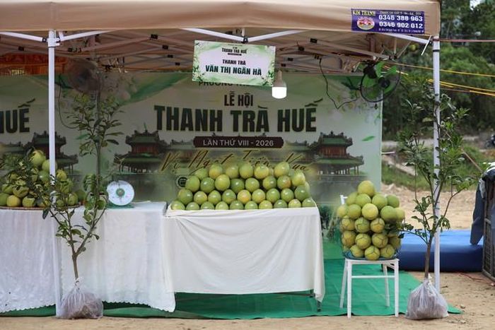 Lễ hội Thanh trà lần thứ VIII năm 2026, diễn ra từ 29-31/8. Ảnh: UBND phường cung cấp.
