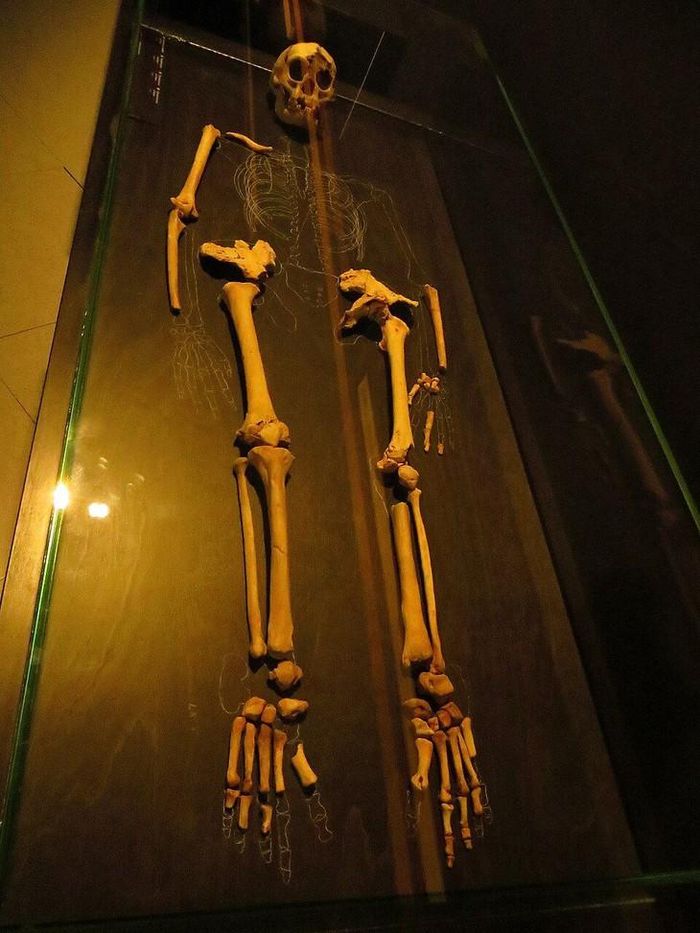 Hài cốt của một cá thể người Homo floresiensis mang ký hiệu LB 1. Ảnh:Ghedoghedo