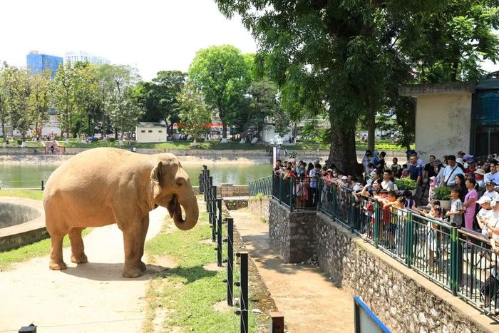 Khu vực nuôi các loài động vật thu hút đông đảo du khách dừng chân quan sát, chụp ảnh