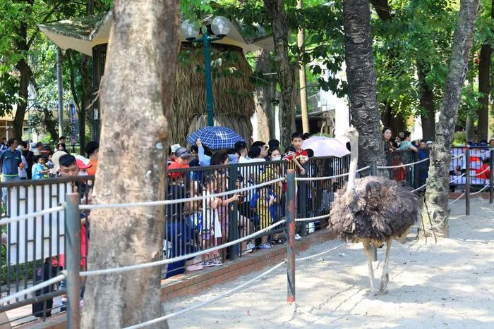 Các em nhỏ thích thú ngắm nhìn các con vật qua khu vực quan sát