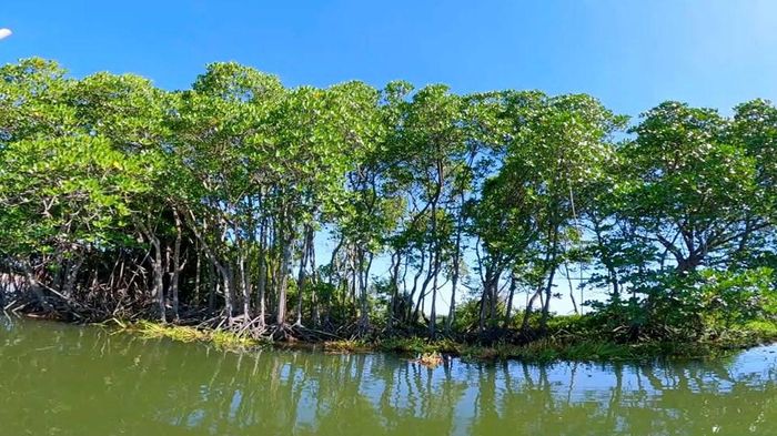 Những rặng cây ngập mặn tạo nên không gian sinh thái xanh mát ven sông