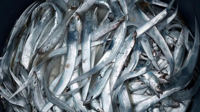 Những con cá tươi rói về bến sau chuyến biển