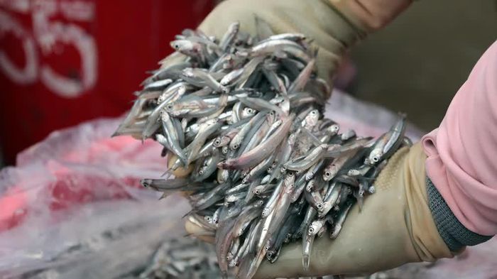 Những con cá cơm tươi rói tại chợ hải sản Tam Tiến