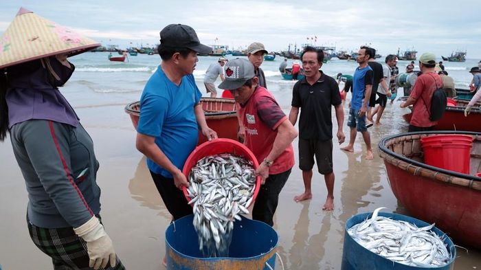 Ngư dân xã Tam Xuân trúng đậm trong chuyến biển dịp nghỉ lễ Quốc khánh 2/9 năm nay