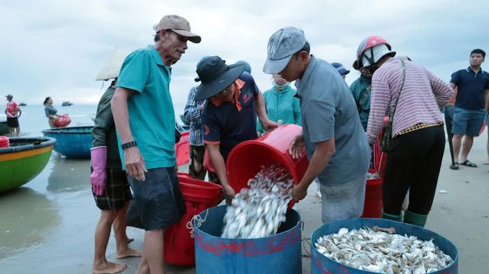 Ngư dân xã Tam Xuân trúng đậm trong chuyến biển dịp nghỉ lễ Quốc khánh 2/9 năm nay