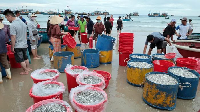 Ngư dân xã Tam Xuân trúng đậm trong chuyến biển dịp nghỉ lễ Quốc khánh 2/9 năm nay