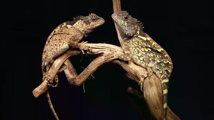 Acanthosaura Syrax thuộc nhóm thằn lằn agamid được biết đến với tên gọi rồng sừng núi, đặc điểm nổi bật là các mào gai kéo dài dọc theo cổ và lưng. Các nhà nghiên cứu đã tìm thấy loài này trong một khu rừng thuộc Vườn quốc gia Mae Wong, tỉnh Tak-Kamphaeng Phet, ở độ cao trên 1.300m.