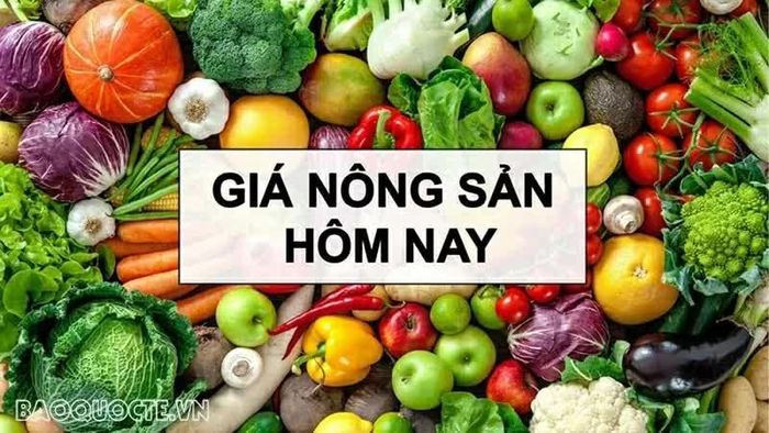 Giá nông sản hôm nay 31/8/2026: Giá cà phê trong nước vẫn kỳ vọng, sức mua chưa có dấu hiệu suy yếu; Mỹ đạt thỏa thuận 'lớn nhất lịch sử’ về dầu thô.