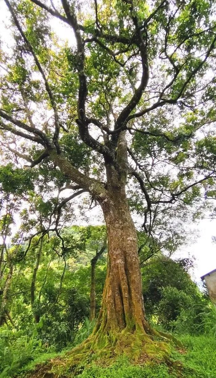 Cây sang trắng với thân cây lớn, tán rộng, nổi bật trên khu vực có nhiều đá ở lối vào Mường Lống. Ảnh: V. Hòa