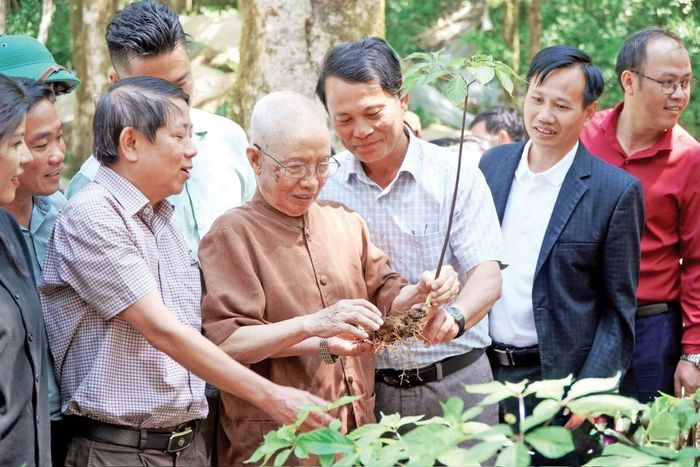 Dược sĩ Đào Kim Long chạm tay vào cây sâm Ngọc Linh, cây “thuốc giấu” ông mất nhiều tháng trời tìm thấy cách đây 53 năm Ảnh: Nguyễn Ngọc