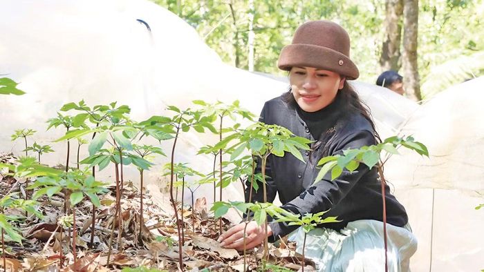 Người dân Quảng Ngãi trồng sâm Ngọc Linh dưới tán rừng già
