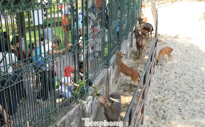 Các em nhỏ trải nghiệm cho hươu ăn qua hệ thống hàng rào bảo vệ tại vườn thú.