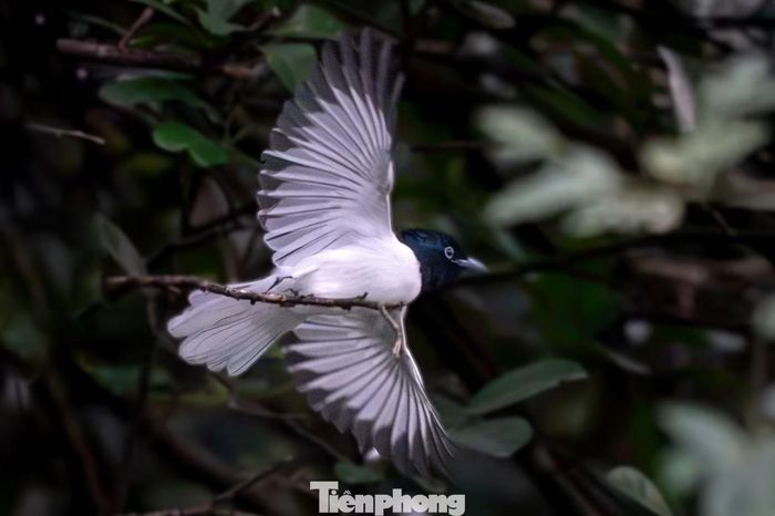 Khoảnh khắc chim thiên đường đuôi trắng tung cánh giữa những tán cây. Bộ lông trắng tương phản với phần đầu đen ánh xanh, tạo nên vẻ ngoài đặc biệt nổi bật của loài chim này.
