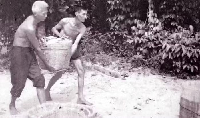 Những sọt cà chua, khoai mì giấu vũ khí đưa đi tập hợp ở hầm bí mật nhà ông Năm Lai để Tổng tiến công Mậu Thân năm 1968.