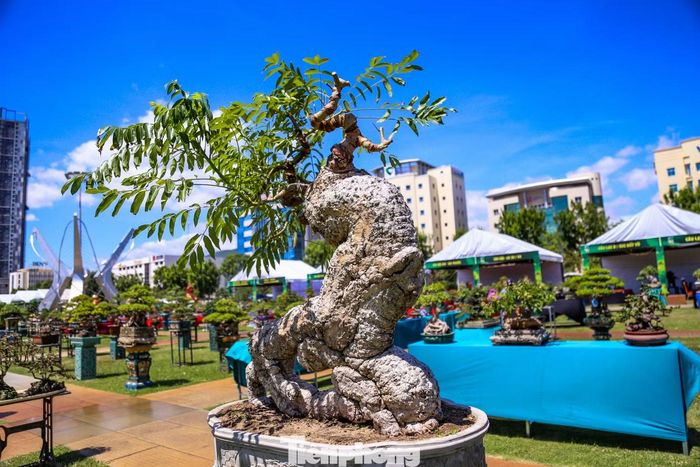 Một “cụ cốc” với thân xù xì, được các nhà vườn mang đến triển lãm. Ảnh: Trương Định.