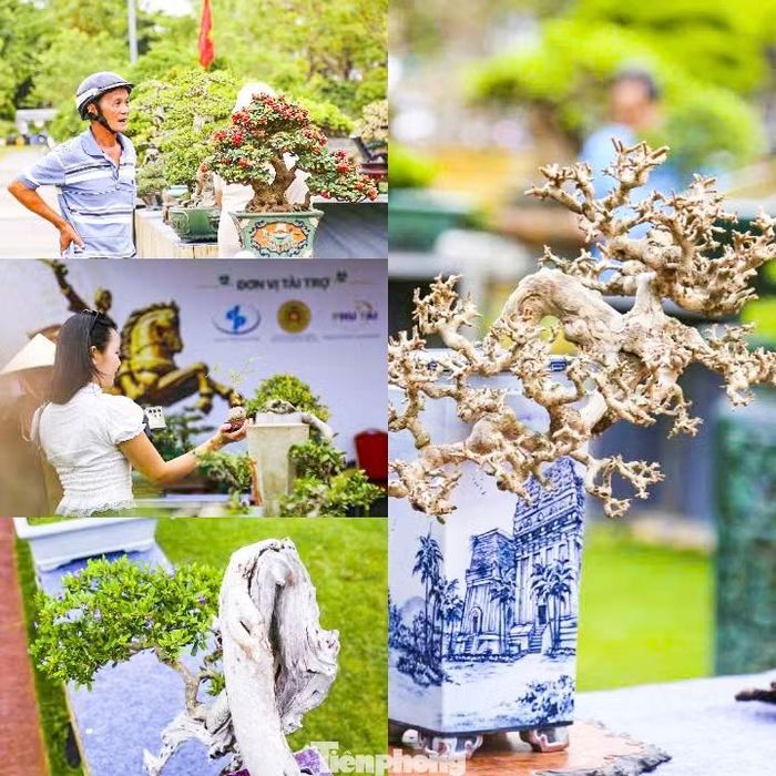 Không chỉ những “cụ cây” bề thế, các tác phẩm bonsai kích thước nhỏ cũng thu hút người xem bởi dáng thế tinh tế, được chăm chút, tạo tác công phu. Ảnh: Trương Định.