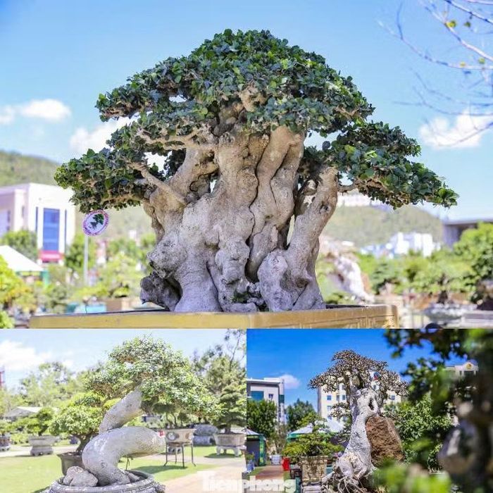 Những "cụ duối" tạo hình ấn tượng. Ảnh: Trương Định.