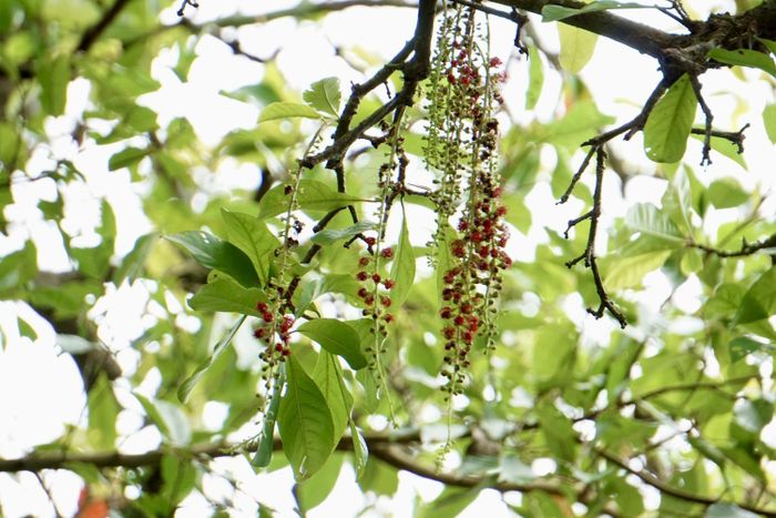 Những chùm hoa đỏ buông dài.