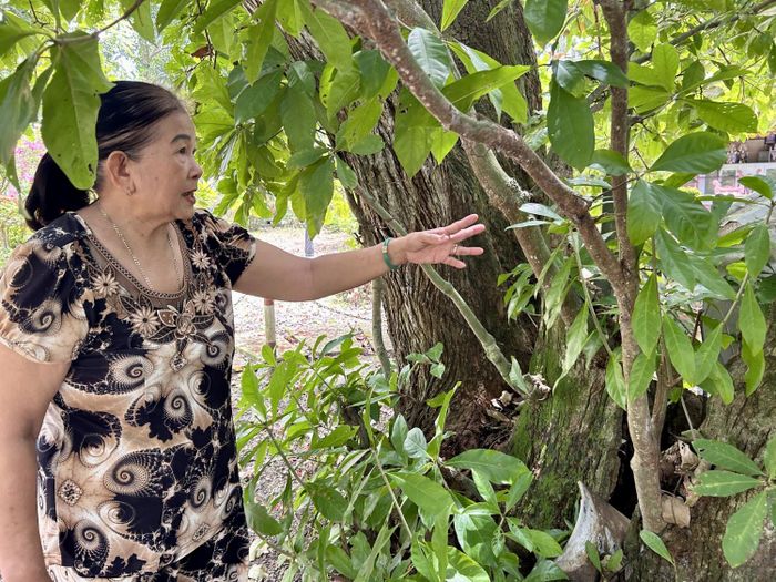 Bà Bùi Thị Ương kể về những câu chuyện kỳ bí xung quanh cây lộc vừng trăm tuổi.
