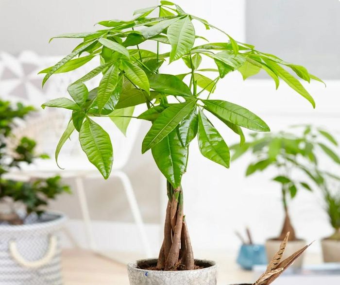 Cây kim ngân được săn đón nhất vì vừa hút tài lộc vừa thanh lọc không khí.