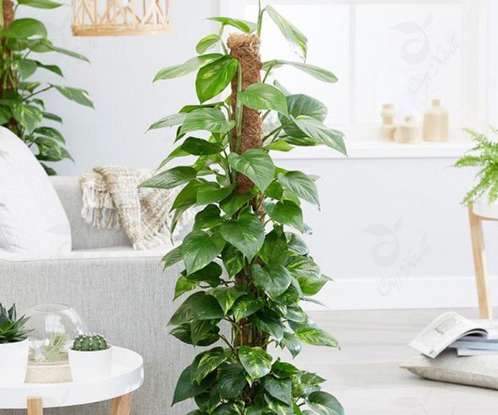 Cây trầu bà leo xanh mướt không chỉ là "lá phổi xanh" lọc sạch khí độc mà còn tượng trưng cho sự phát triển bền vững và vượng khí dồi dào.