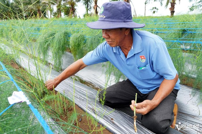 Ông Lý Hoàng chuyển hơn 2.000m2 đất trồng hành tím sang trồng măng tây.