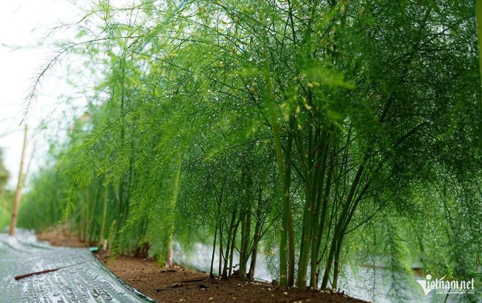 Cây măng tây được trồng trên luống cao để hạn chế ngập úng, phù hợp với vùng đất cát ven biển.