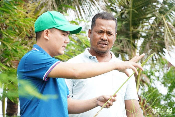 Gia đình anh Thạch Vương (áo trắng) chuyển gần 1ha đất từ trồng hành tím sang trồng măng tây.