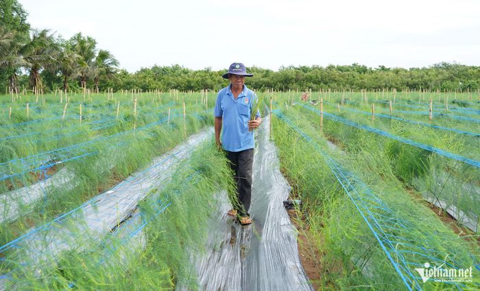 Măng tây xanh mướt, phát triển tốt trên vùng đất cát ven biển xã Vĩnh Hải, TP Cần Thơ.