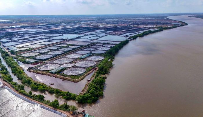 Vùng nuôi tôm siêu thâm canh rộng 280ha của Công ty cổ phần Thủy sản sạch Việt Nam tại xã Trần Đề, thành phố Cần Thơ. (Ảnh: Thanh Liêm/TTXVN)