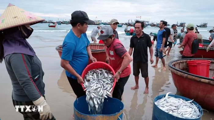 Ngư dân trúng đậm trong chuyến đi biển dịp nghỉ lễ Quốc khánh 2/9. (Ảnh: Đỗ Trưởng/TTXVN)