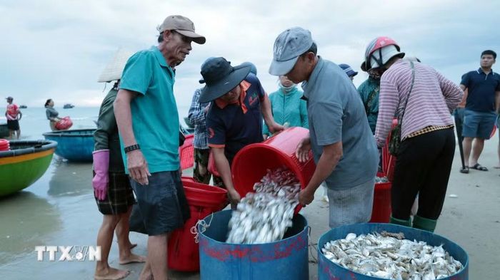 Ngư dân trúng đậm trong chuyến đi biển dịp nghỉ lễ Quốc khánh 2/9. (Ảnh: Đỗ Trưởng/TTXVN)