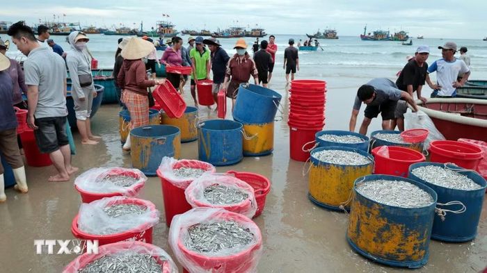 Ngư dân Đà Nẵng trúng đậm chuyến biển trong dịp nghỉ lễ Quốc khánh 2/9. (Ảnh: Đỗ Trưởng/TTXVN)