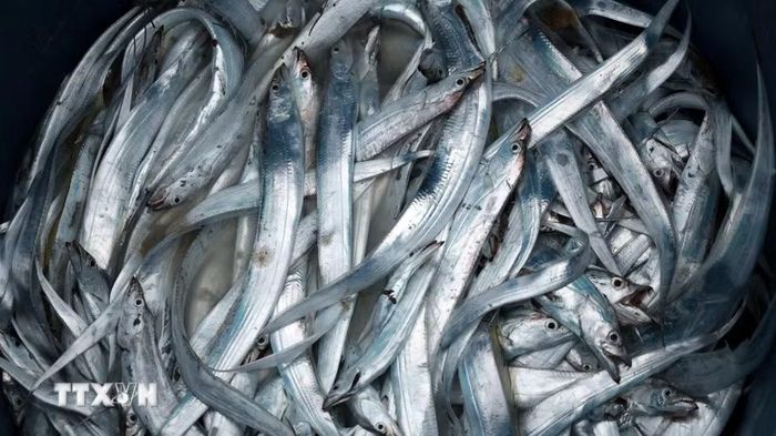 Những con cá tươi rói về bến sau chuyến biển. (Ảnh: Đỗ Trưởng/TTXVN)