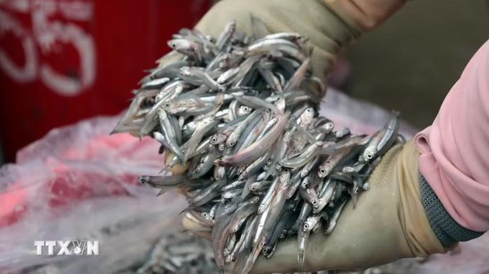Những con cá cơm tươi rói tại chợ hải sản Tam Tiến. (Ảnh: Đỗ Trưởng/TTXVN)