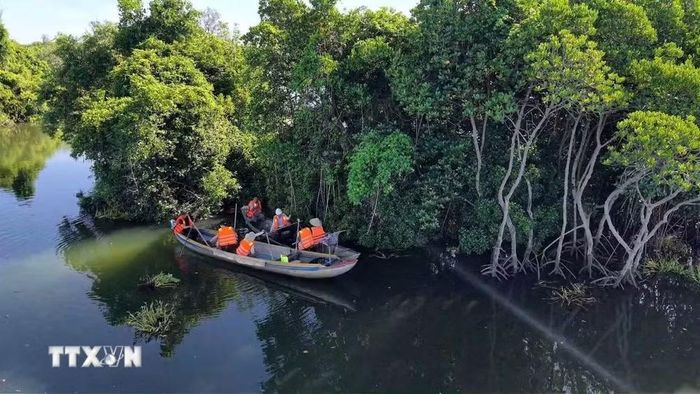 Rừng ngập mặn xanh mát dọc theo sông Kinh, sông Bài Ca của xã Tịnh Khê. (Ảnh: Đinh Hương/TTXVN)