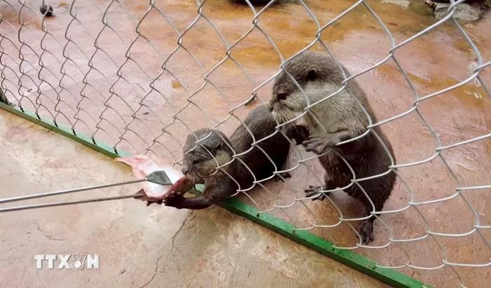 Hai cá thể rái cá được chăm sóc, phục hồi tại Trung tâm Tuyên truyền Du lịch và Cứu hộ bảo tồn Vườn quốc gia Bù Gia Mập, thành phố Đồng Nai. (Ảnh: Đậu Tất Thành/TTXVN)