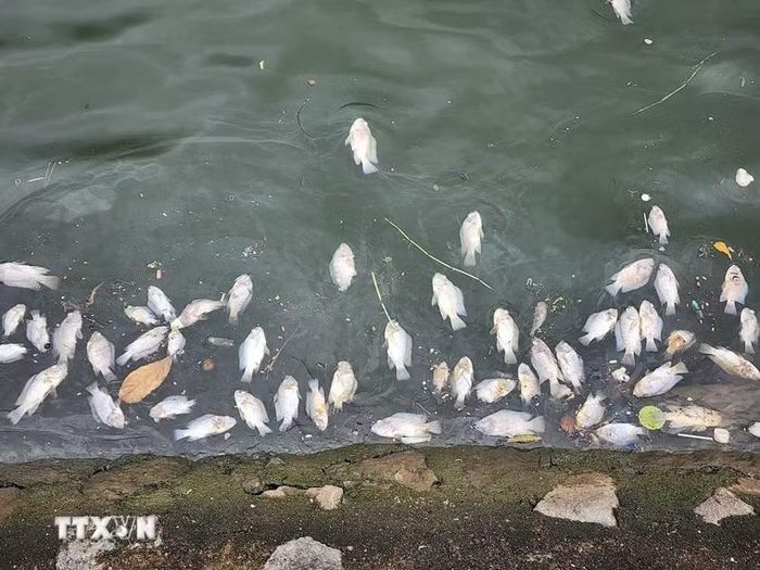 Cá chết trôi dạt vào bờ hồ điều hòa công viên Bồng Sơn. (Ảnh: Công Tường/TTXVN)
