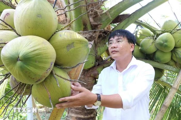 Vườn dừa sáp ở phường Nguyệt Hóa, tỉnh Vĩnh Long được trồng từ giống cấy phôi do Đại học Trà Vinh nghiên cứu và thương mại hóa. (Ảnh: Thanh Hòa/TTXVN)