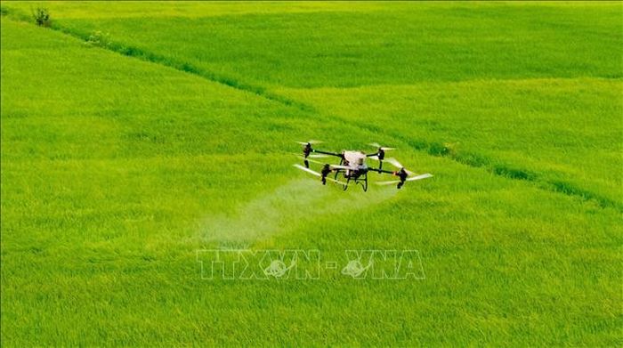 Thiết bị bay không người lái hỗ trợ phun thuốc bảo vệ thực vật trên các cánh đồng lớn ở Ninh Bình. Ả