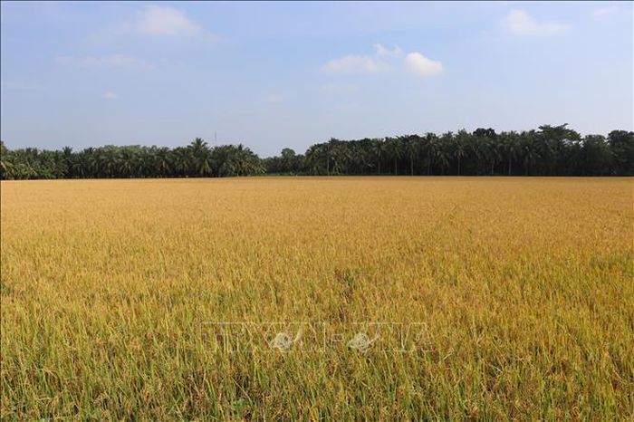Ruộng lúa tại xã Cầu Kè, tỉnh Vĩnh Long đang vào vụ.