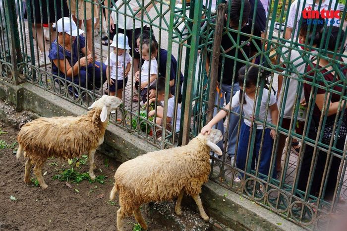 Nhiều em nhỏ thích thú khi được tận mắt quan sát những loài động vật vốn chỉ biết qua sách báo, truyền hình.