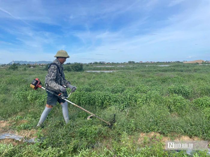Nhờ đặc tính sinh trưởng mạnh, sau khi cắt, người dân chỉ cần xới nhẹ đất là cây sẽ lập tức đâm chồi, nảy lộc và nhanh chóng cho thu hoạch các lứa tiếp theo.