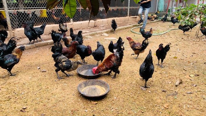 Tổ chức, cá nhân nhập khẩu đực giống, tinh, phôi giống gia súc phải công bố tiêu chuẩn áp dụng trước khi đưa vào sản xuất, kinh doanh. Ảnh: Hằng Trần/Bnews/vnanet.vn