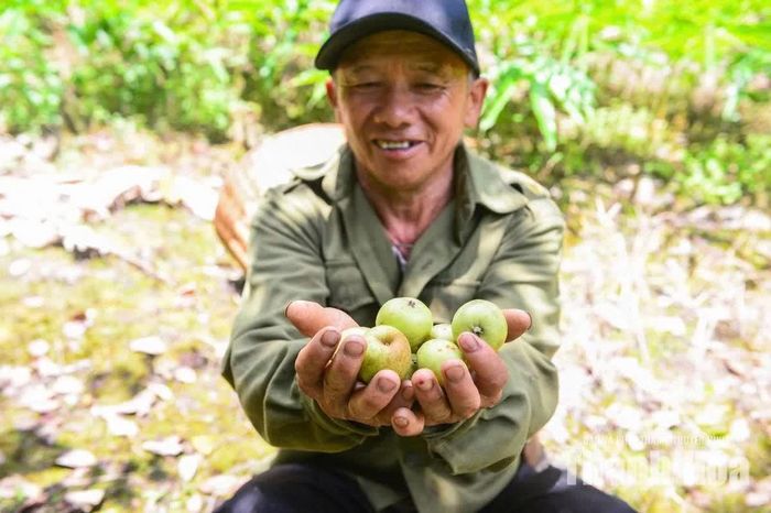 Niềm vui của ông Thao Nọ Gia khi những quả táo đã giúp ông từ lo ăn từng bữa đến thoát nghèo và làm giàu.