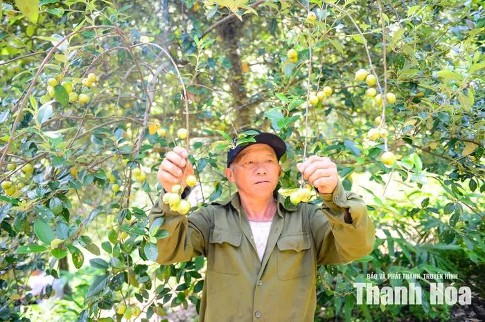 Ông Thao Nọ Gia chia sẻ về hành trình trồng cây táo mèo mang lại thu nhập ổn định.