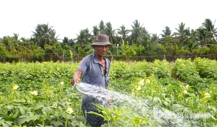Nông dân phường Mỹ Phong tập trung sản xuất, trồng xen canh nhằm nâng cao giá trị và thu nhập trên cùng diện tích canh tác. Ảnh: Trung tâm Cung ứng dịch vụ công phường Mỹ Phong.