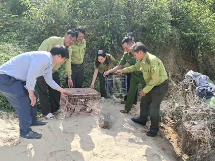  Chính quyền và người dân cùng chung tay bảo vệ rừng và tái thả động vật hoang dã về tự nhiên, góp phần duy trì cân bằng sinh thái và bảo tồn đa dạng sinh học. Ảnh: Phan Tuấn 