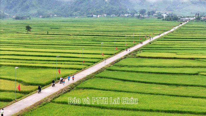 Các vận động viên chạy qua cánh đồng Mường Than đẹp như tranh.